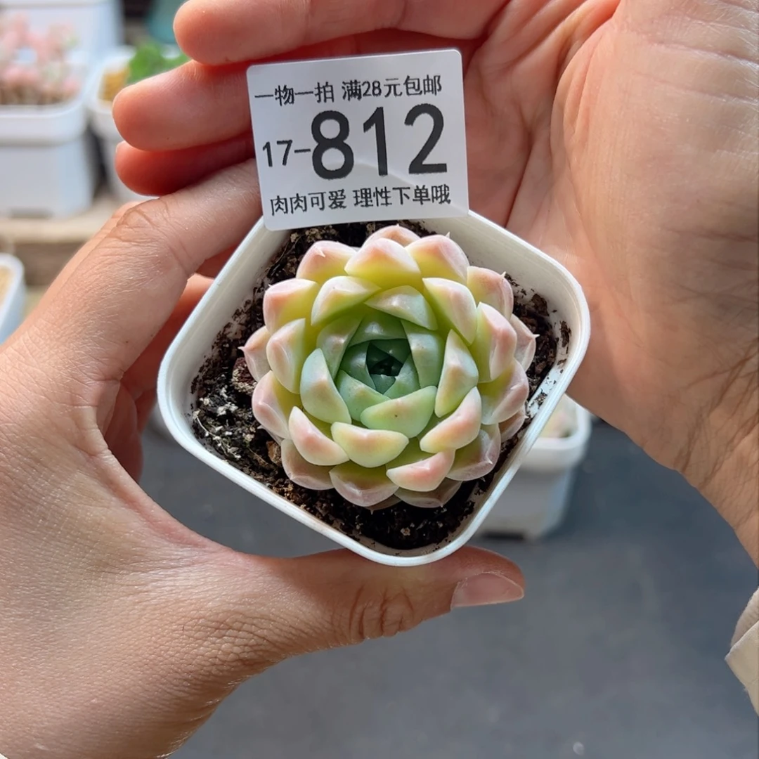 R**a白月影单头多肉植物