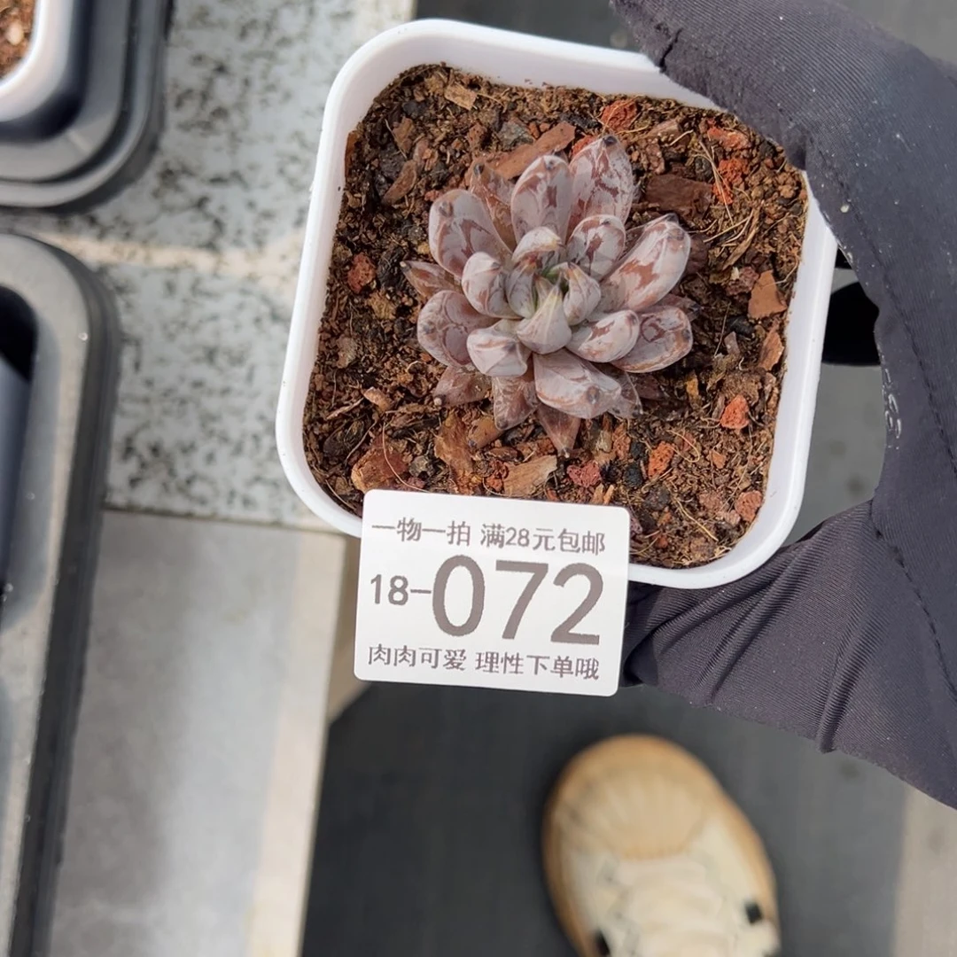【闪购商品】会****年魔爪多肉
