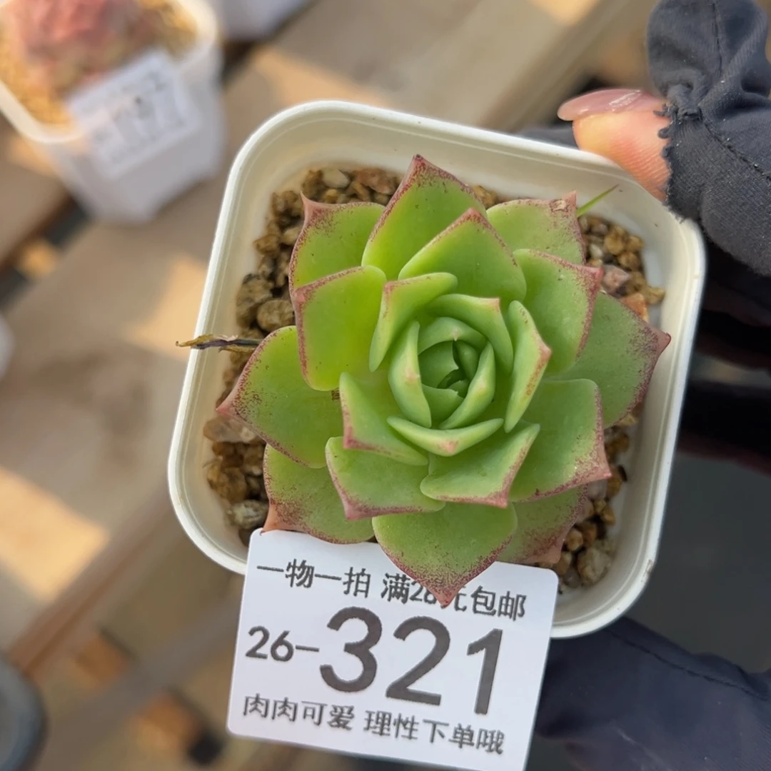 【闪购商品】翡翠塔多肉