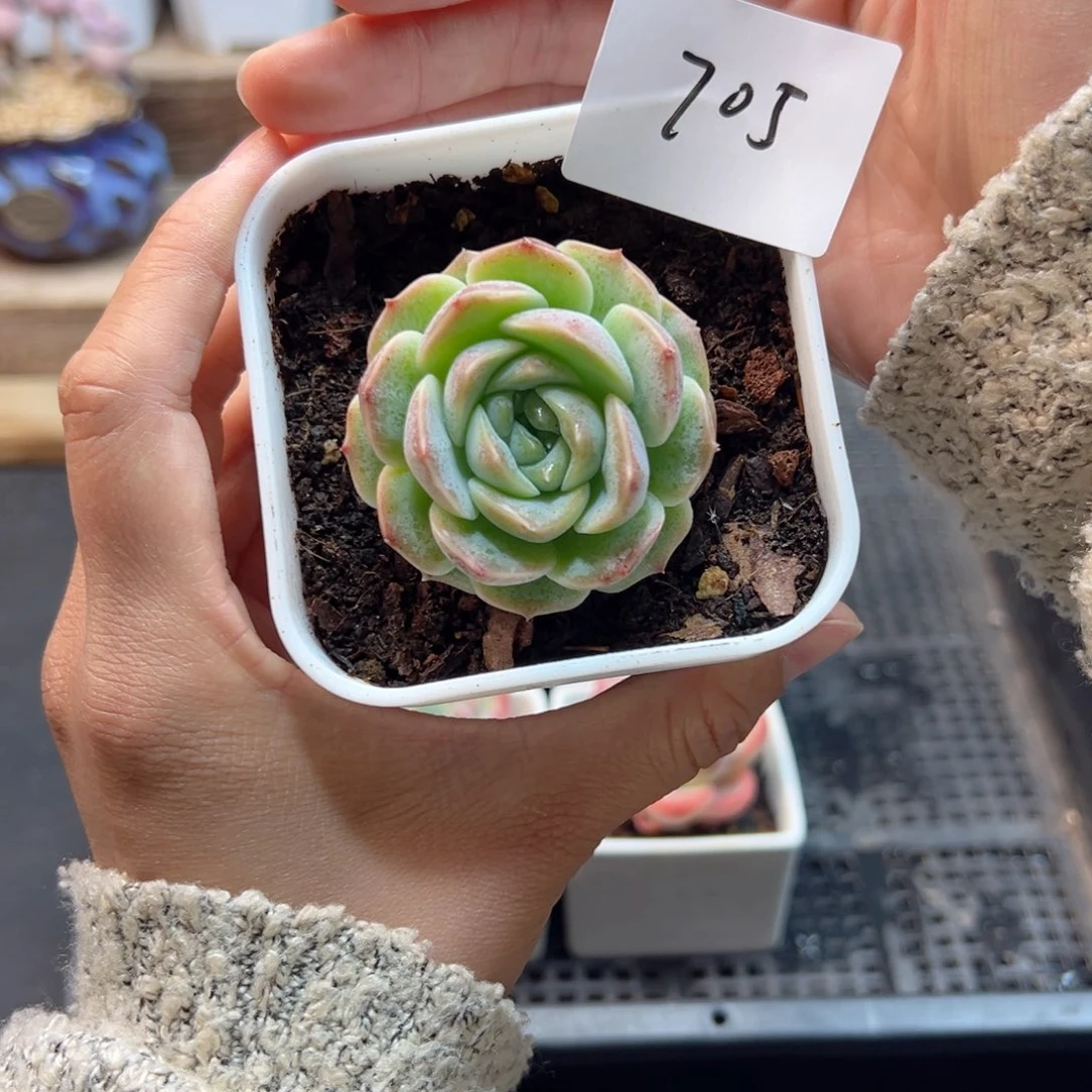 苦*啡良辰多肉单头