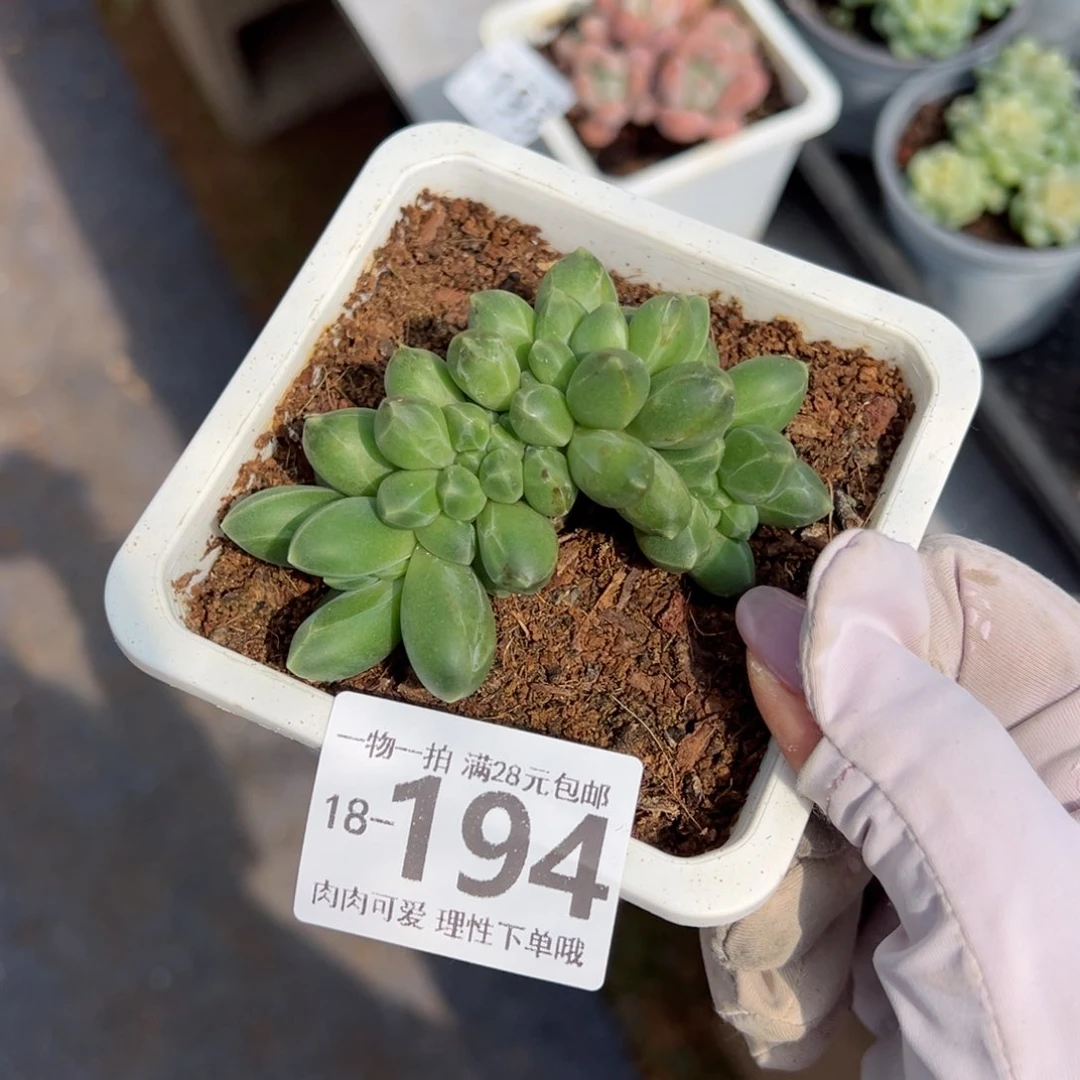 千代田之松多肉多肉多肉多肉多肉