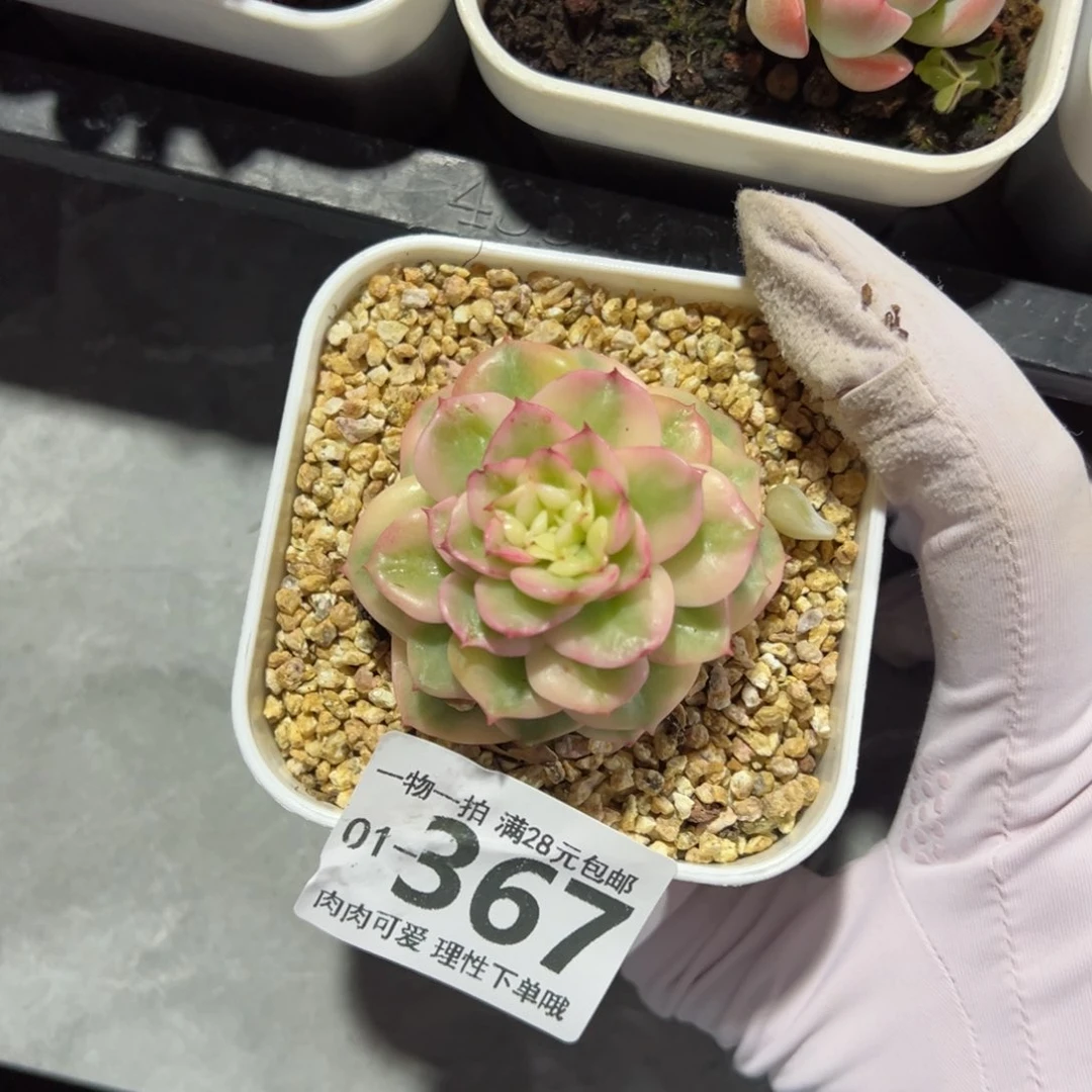 腊牡丹锦多肉多肉多肉多肉