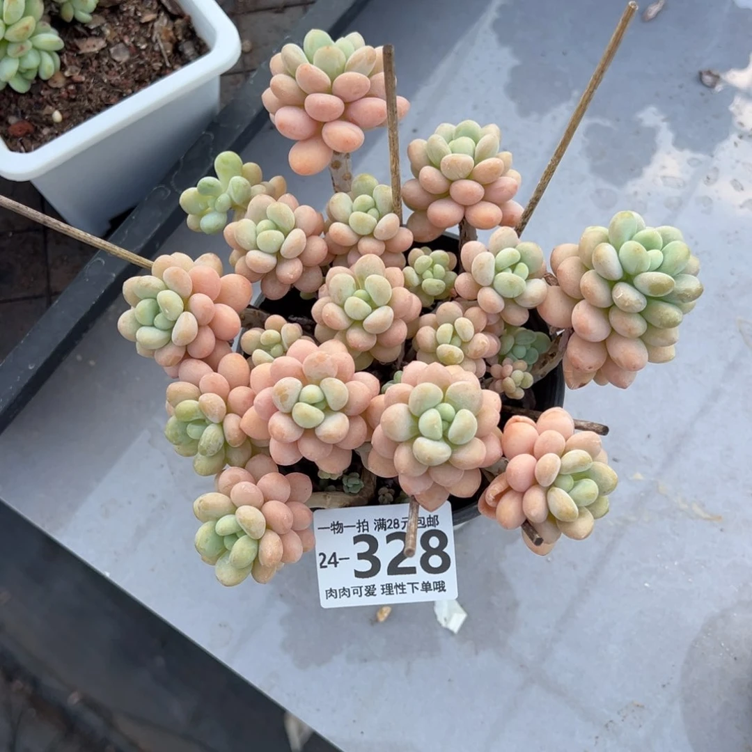 【闪购商品】洛可可多肉