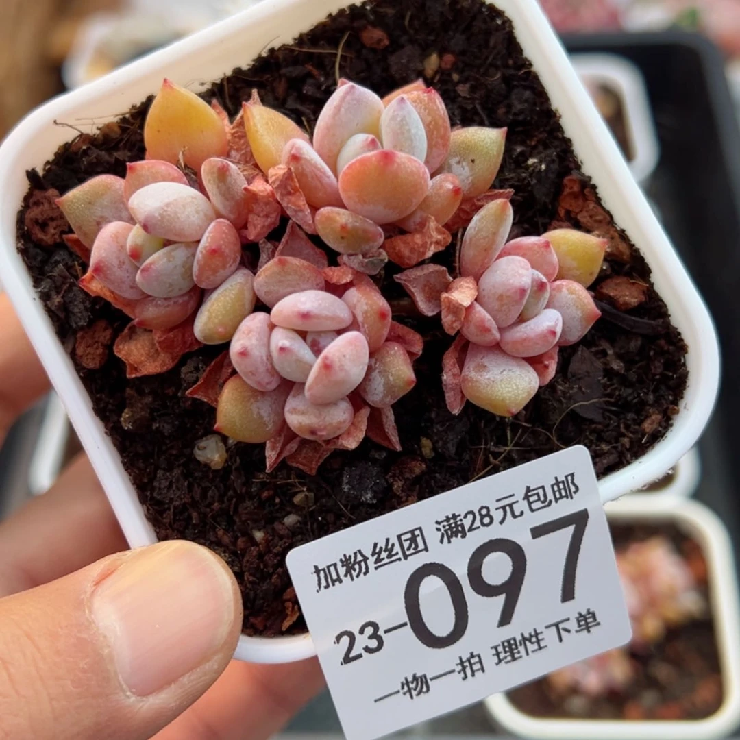 【闪购商品】蓝豆多肉