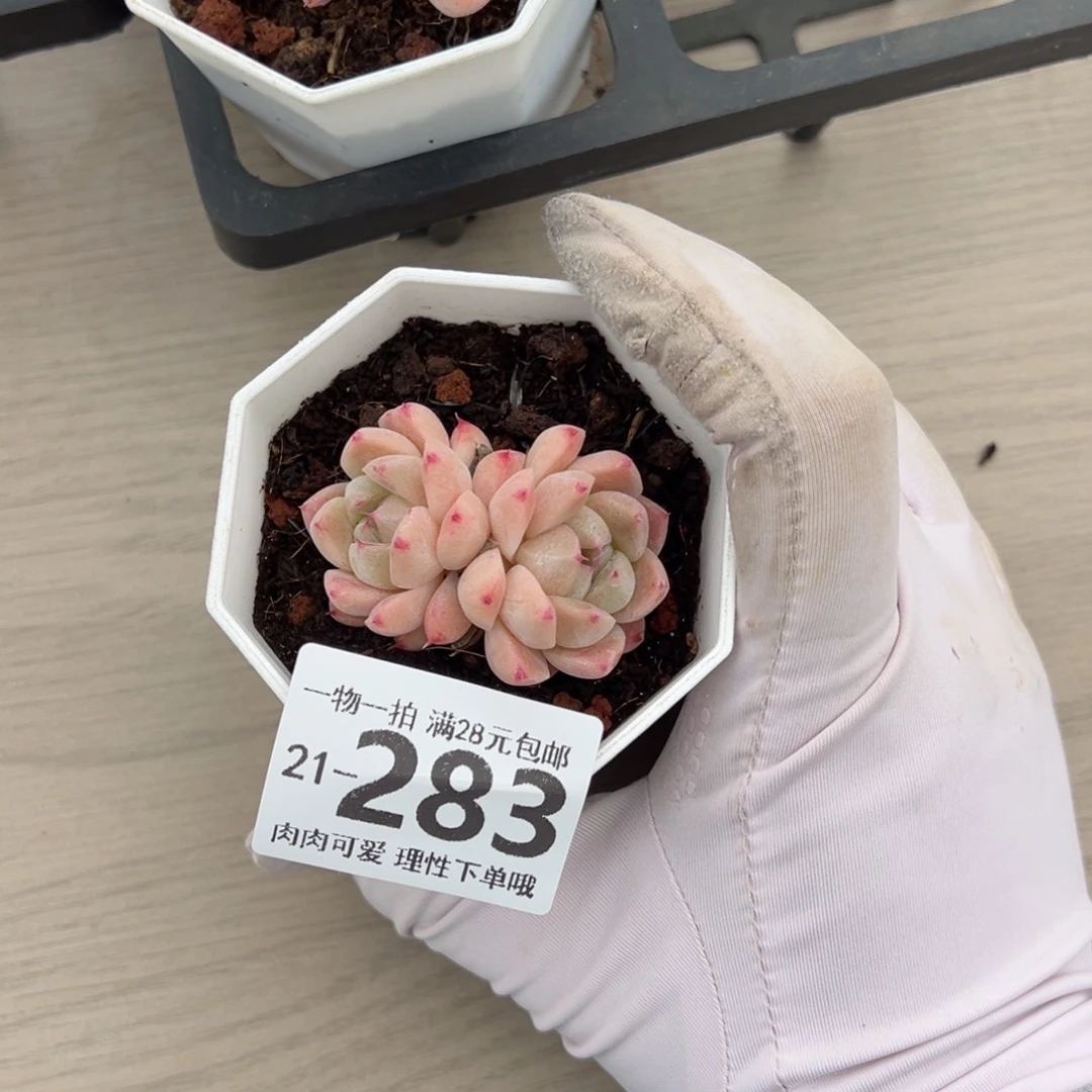 如梦令，多肉多肉多肉多肉