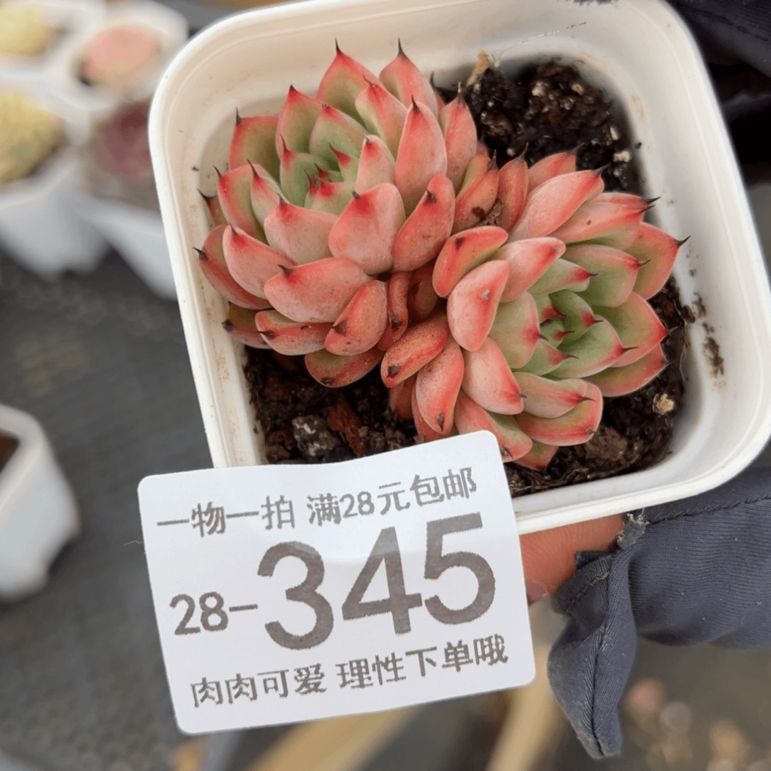【闪购商品】星空珍妮多肉