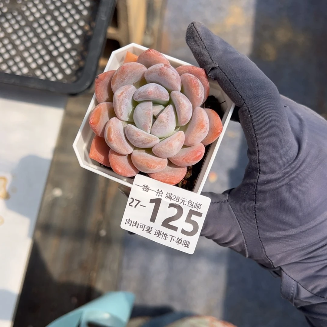 奥橙多肉多肉多肉多肉多肉植物