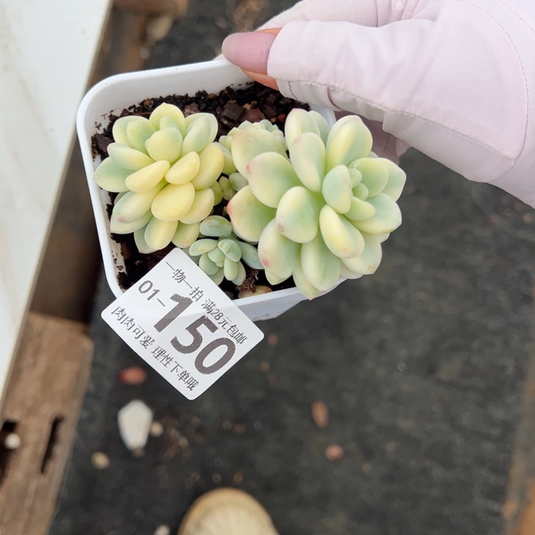 劳尔锦多肉多肉多肉多肉多肉