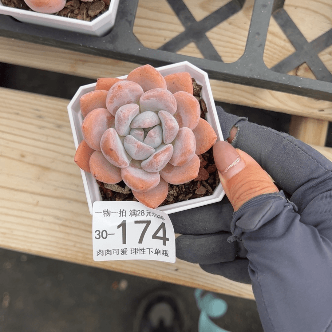 【闪购商品】奥橙多肉