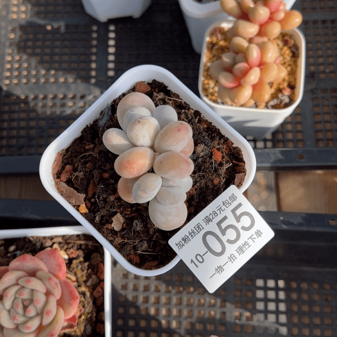 【闪购商品】香水奶多肉