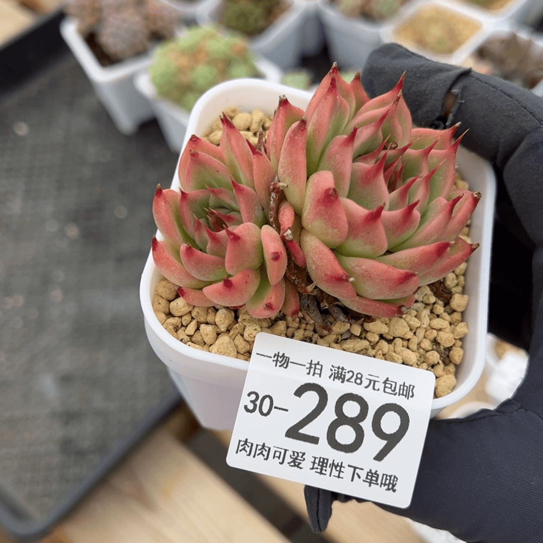 【闪购商品】托斯卡多肉