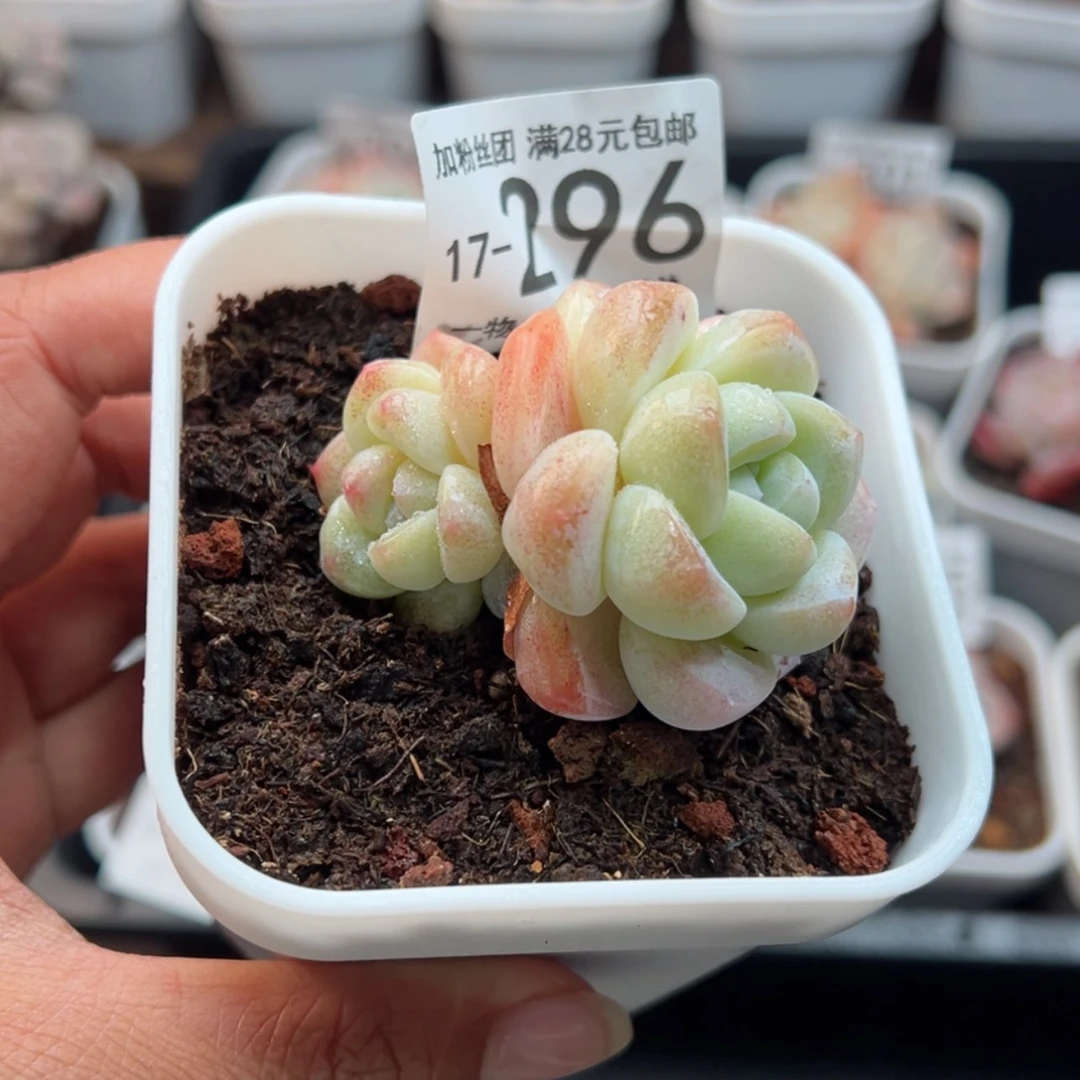 【闪购商品】冰玉，