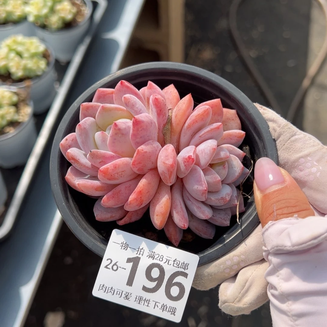 橙梦露多肉多肉多肉多肉