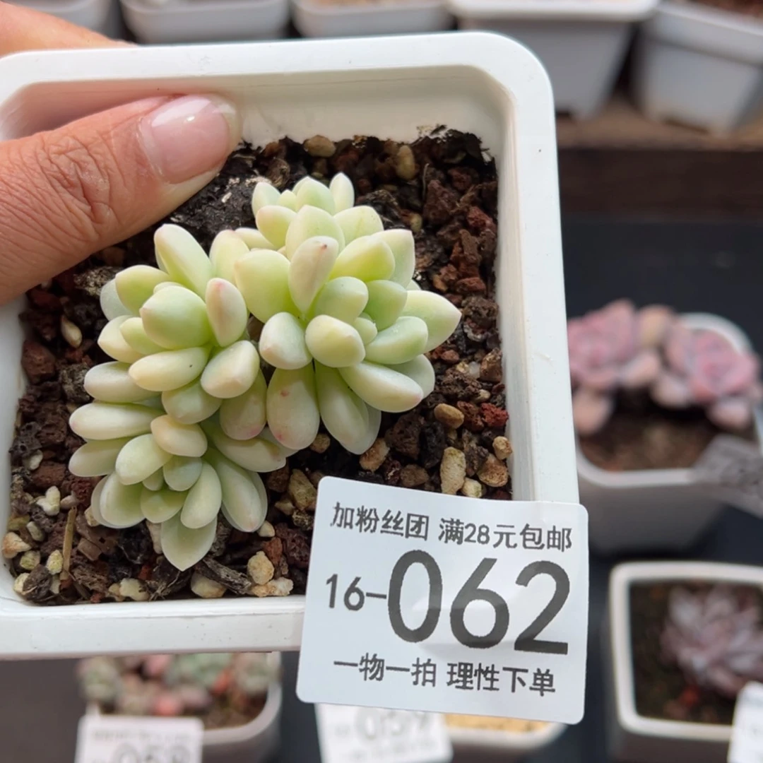 【闪购商品】劳尔锦