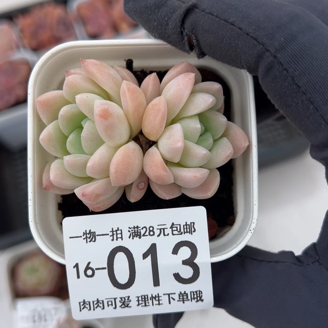 【闪购商品】奶油美人