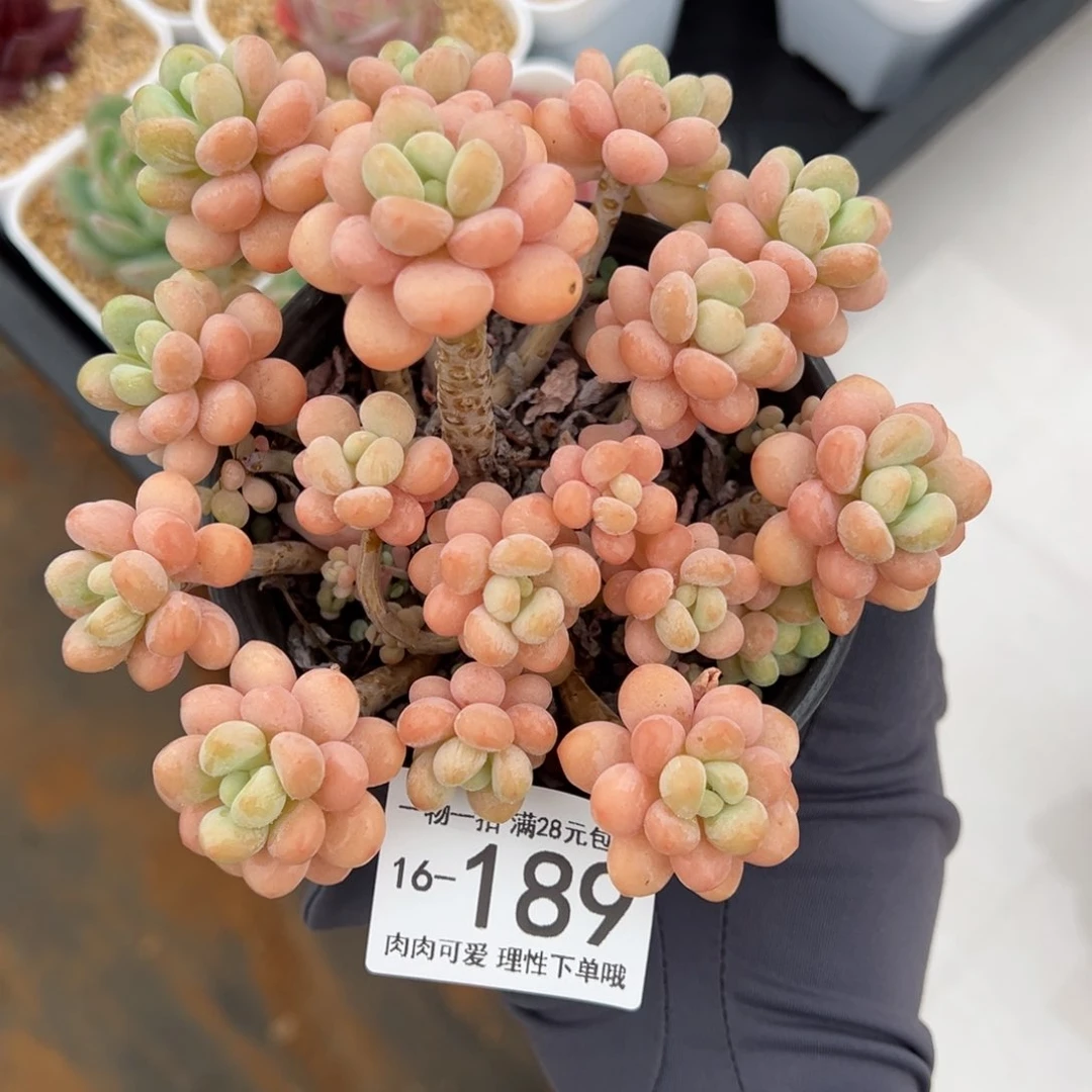 【闪购商品】洛可可多肉