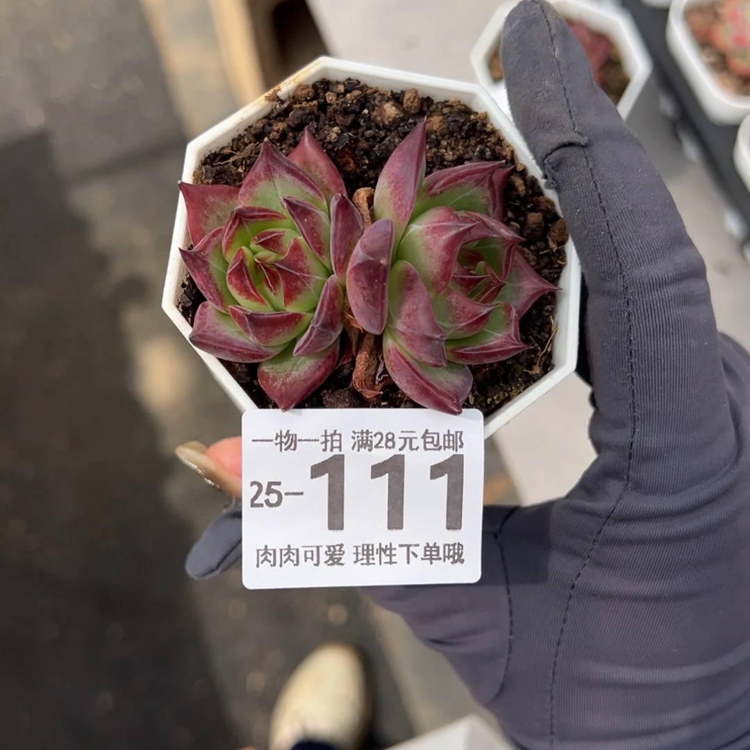 【闪购商品】暗夜星多肉