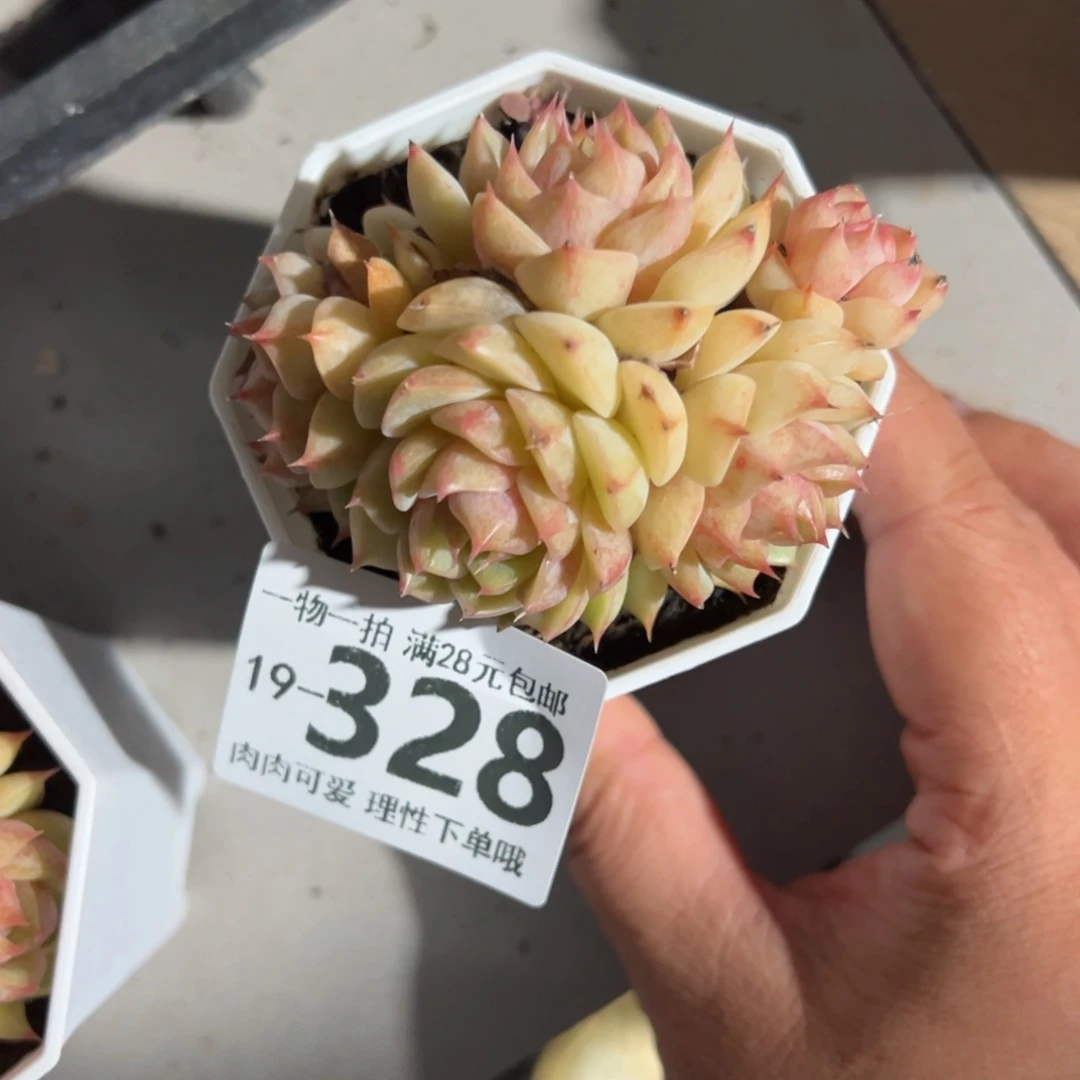 笨吧多肉多肉多肉多肉