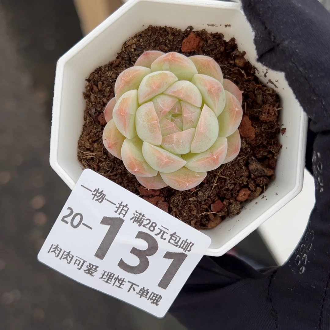 【闪购商品】白梦单头
