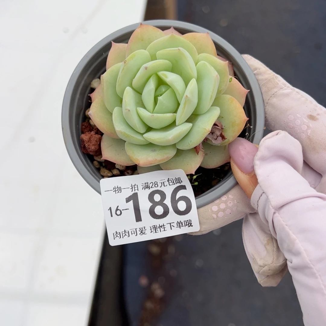 恋曲多肉多肉多肉多肉