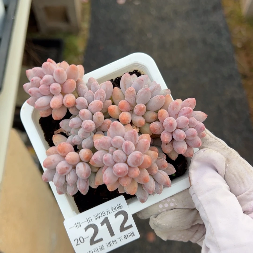 婴儿手指多肉多肉，