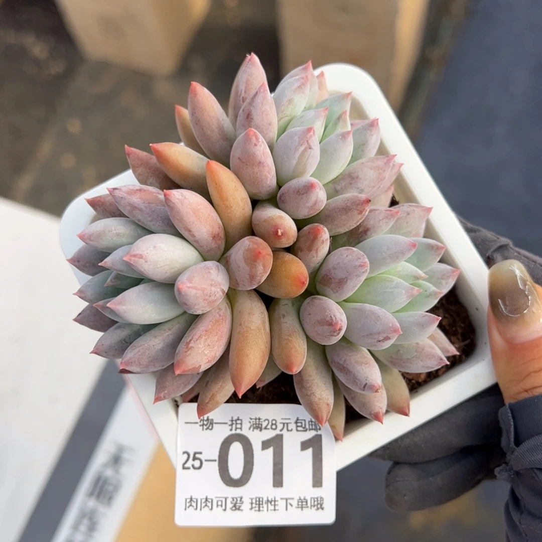 【闪购商品】所罗门