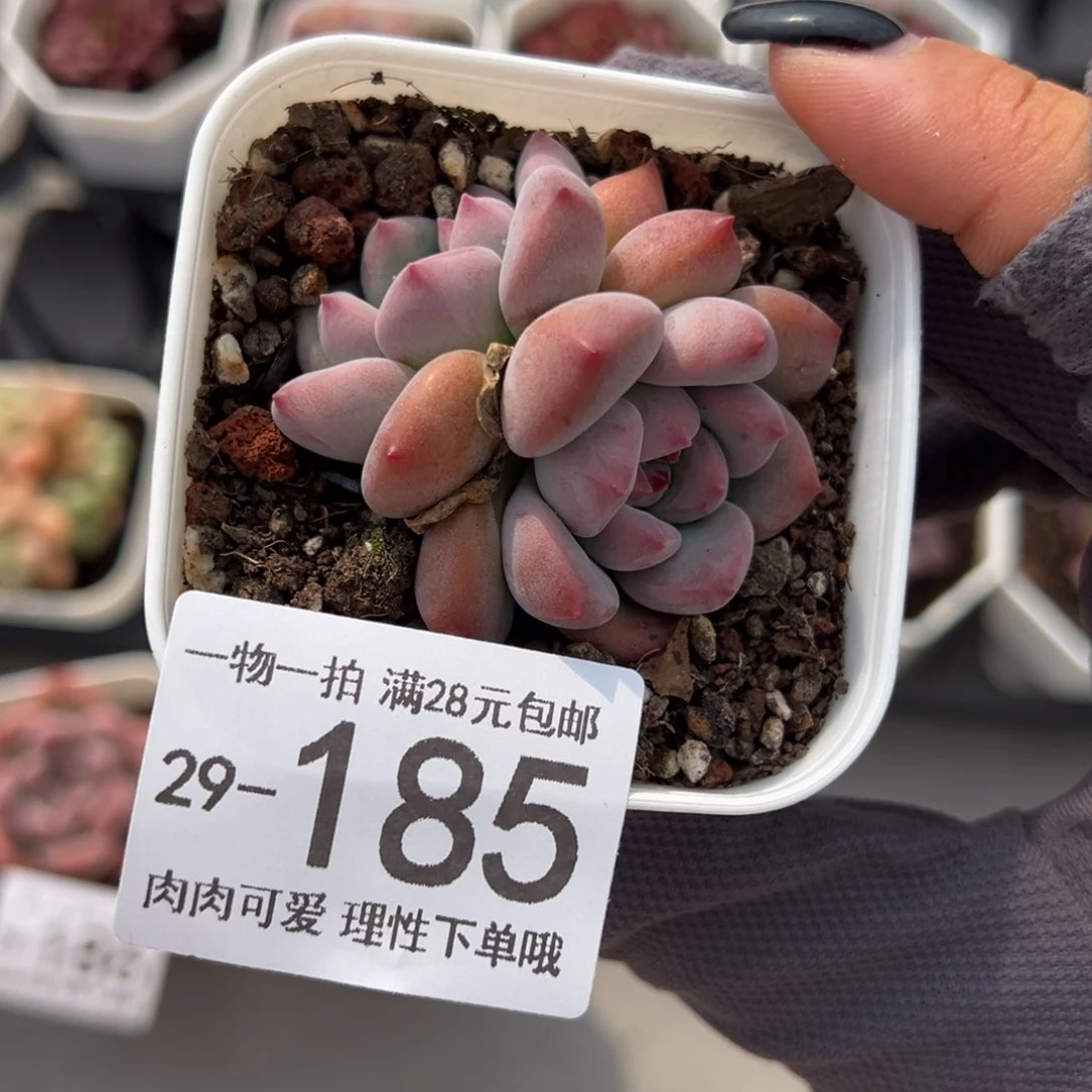 蛋吉单头多肉不包整