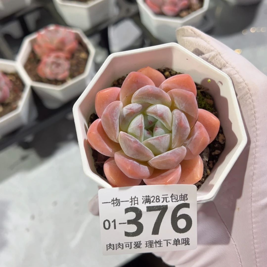 幻影多肉多肉多肉多肉