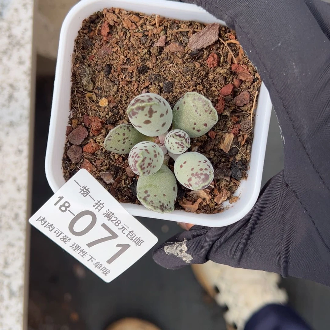 【闪购商品】海豹多肉