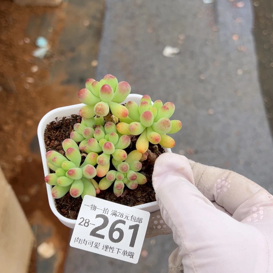 果冻乙女心多肉多肉多肉多肉