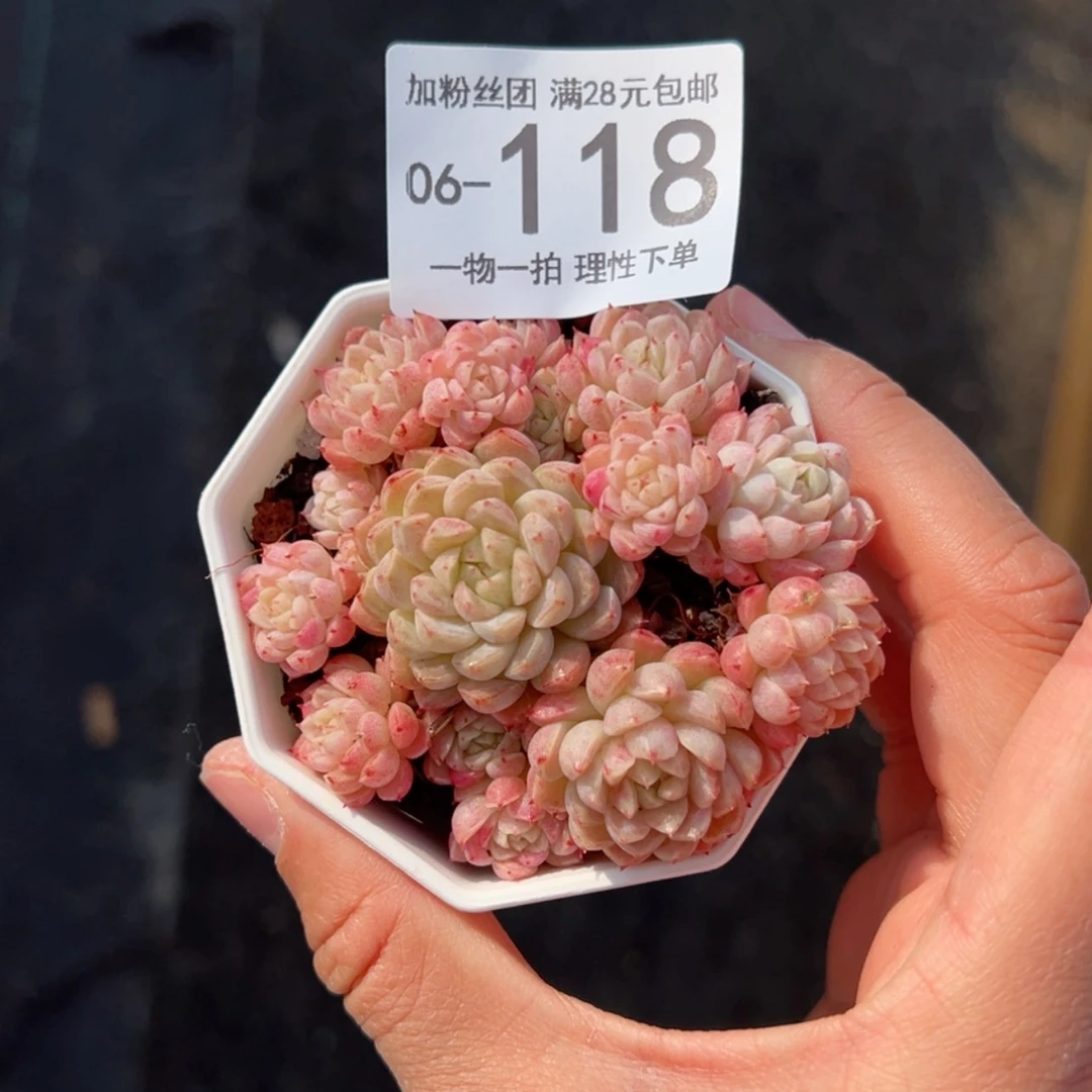 【闪购商品】羊脂玉