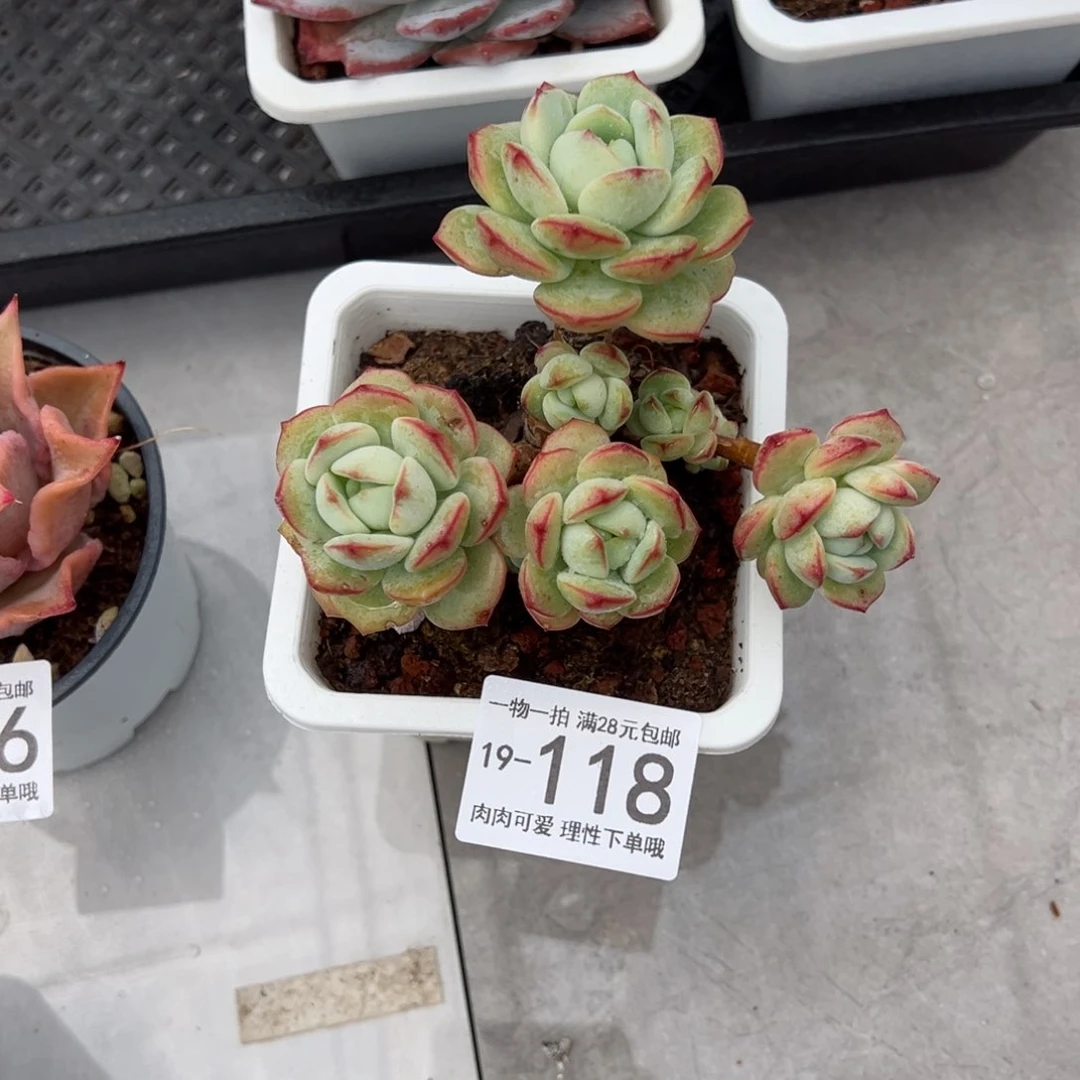 【闪购商品】香草多肉多肉