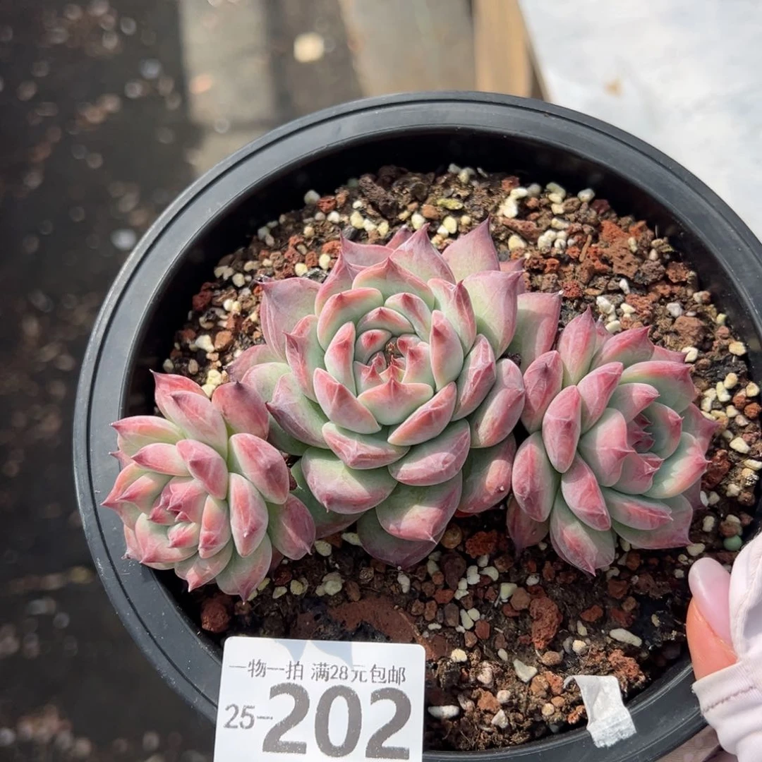 原卡多肉多肉多肉多肉