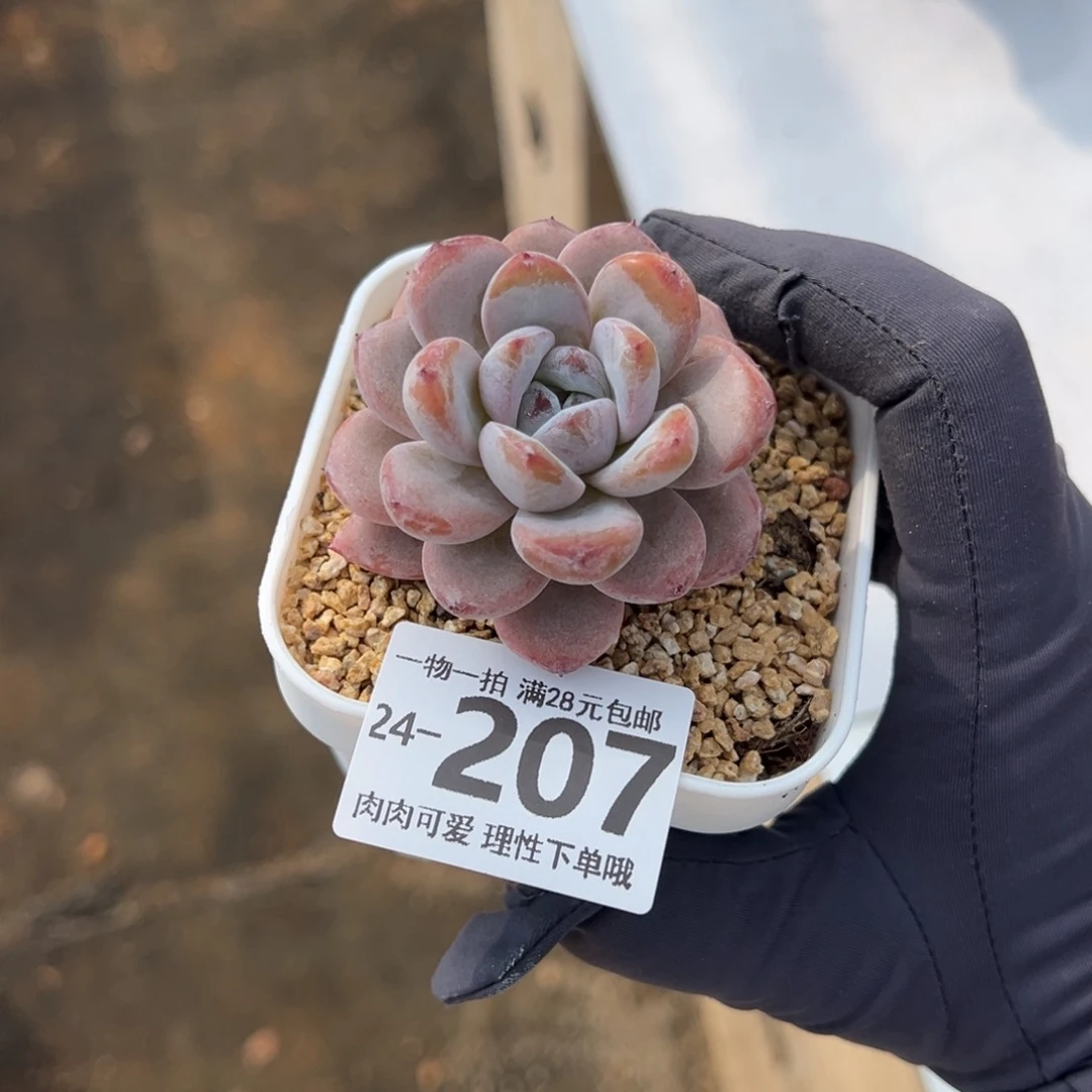 【闪购商品】星星雪多肉