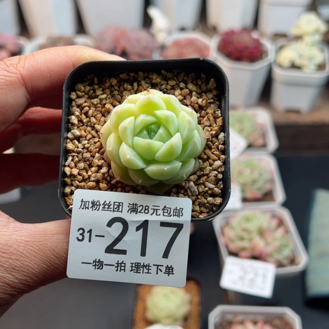 【闪购商品】麦秆，