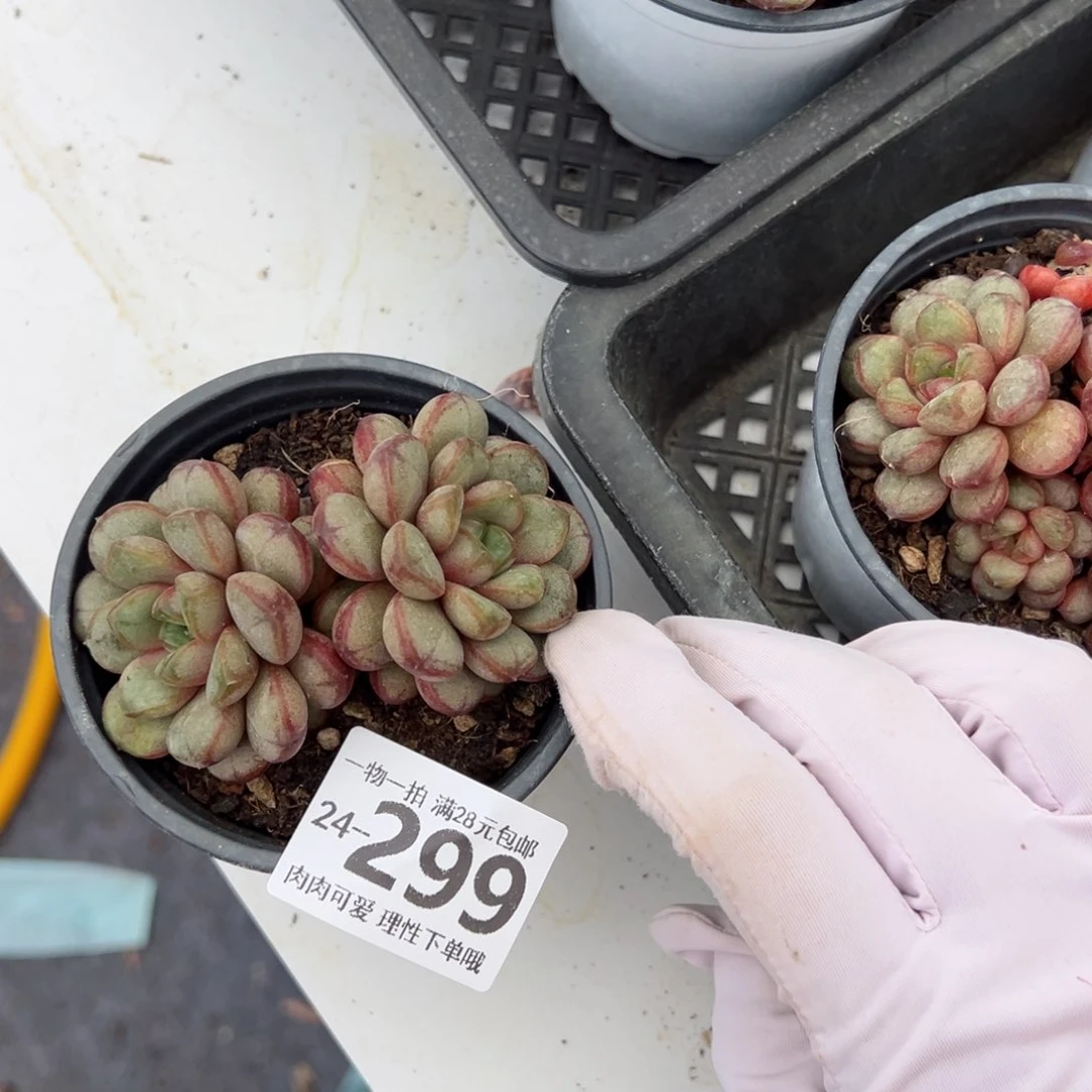 葡萄多肉多肉多肉多肉