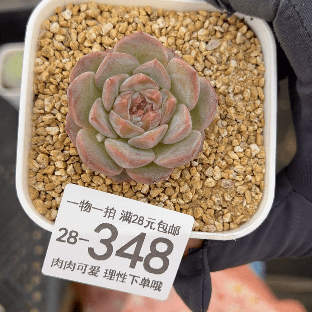 【闪购商品】冰灵多肉