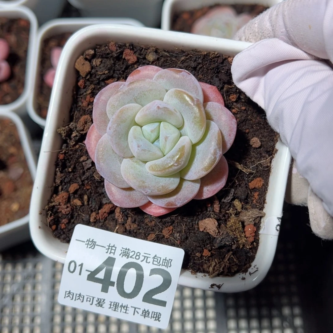 水晶鞋多肉多肉多肉多肉多肉