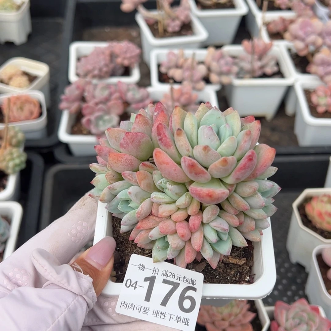 月光之城多肉多肉多肉多肉多肉