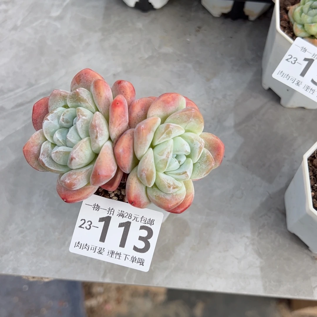 冰玉多肉多肉多肉多肉