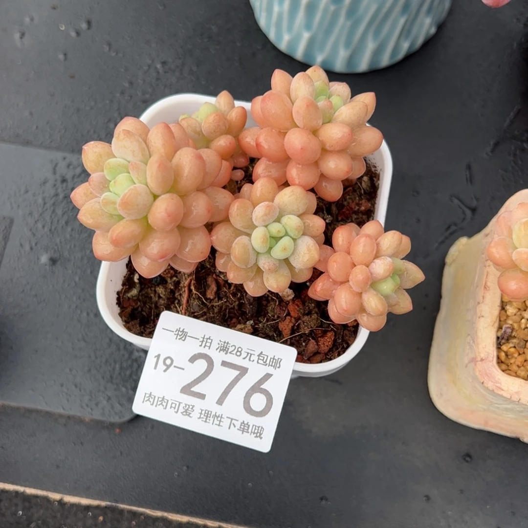 【闪购商品】洛可可多肉