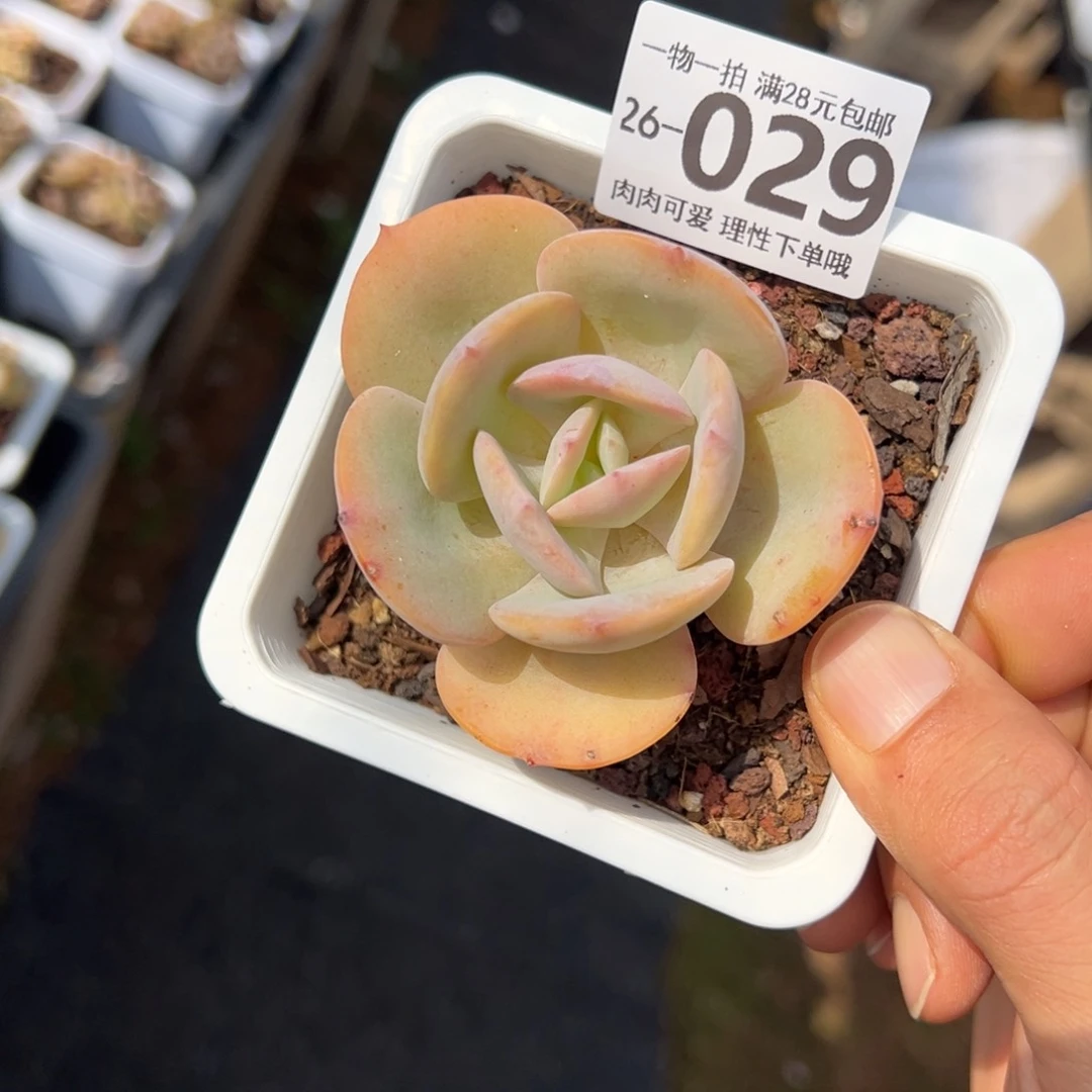白凤大单头多肉植物
