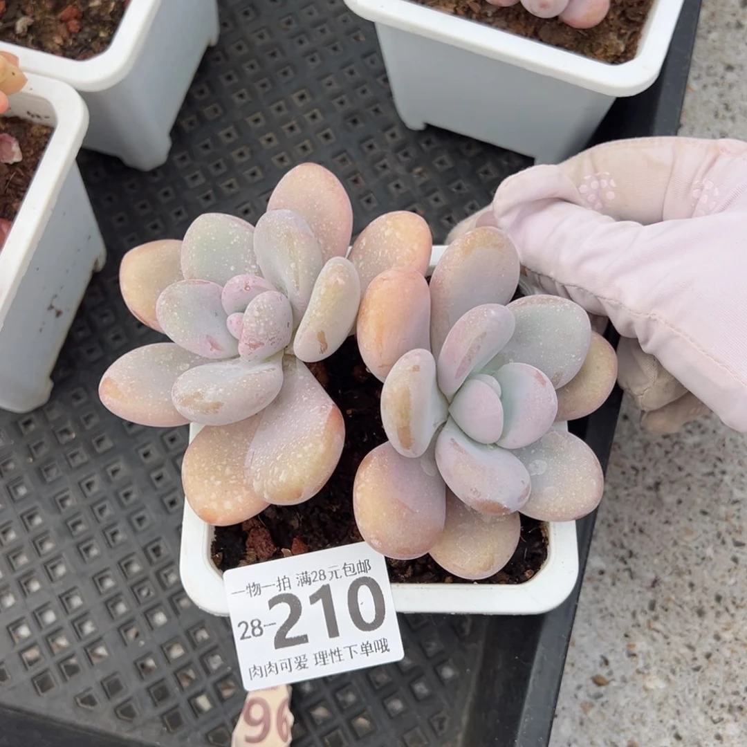 粉兔多肉多肉多肉多肉