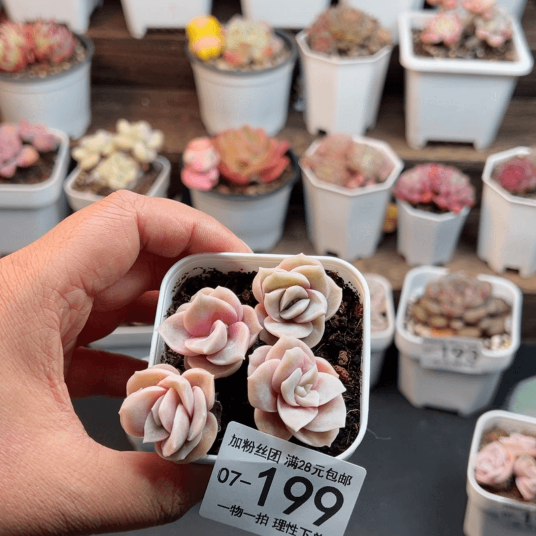 【闪购商品】静**可爱玫瑰