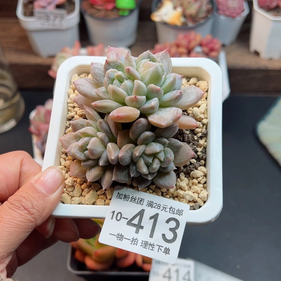 【闪购商品】麦克白,