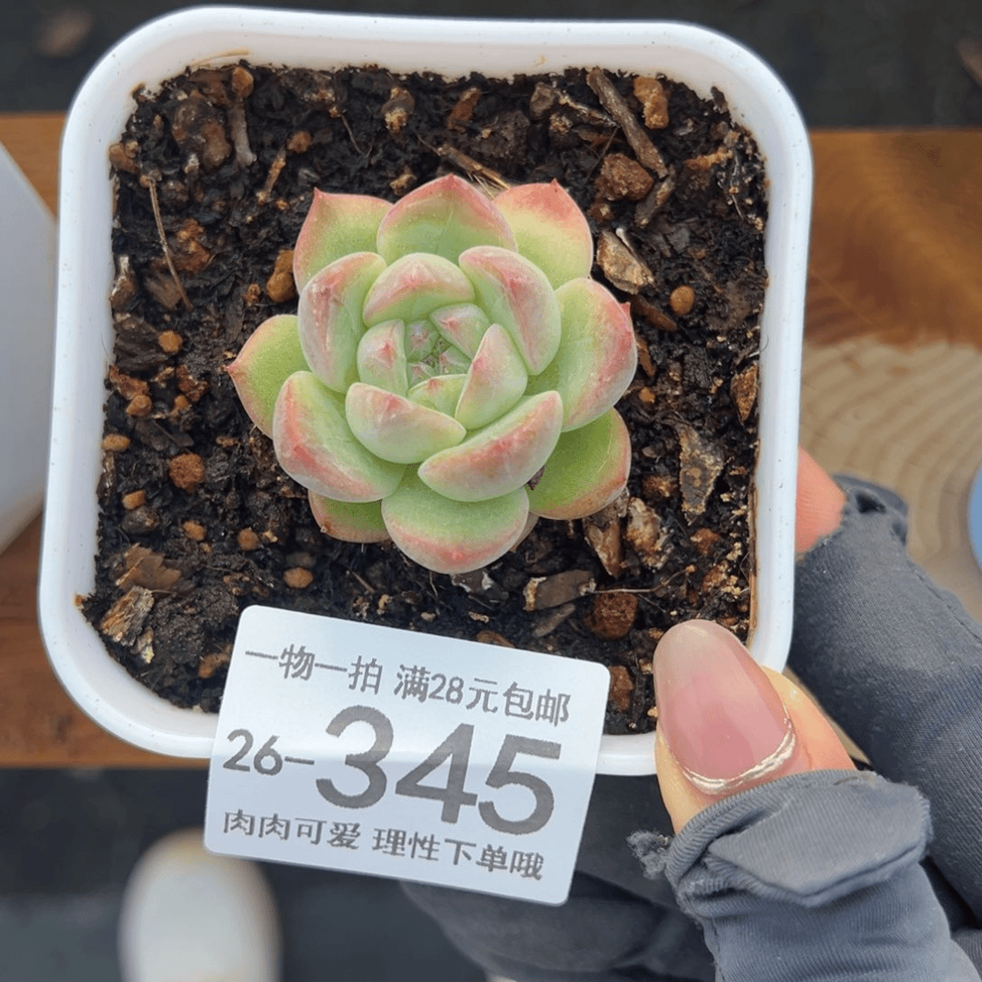 【闪购商品】钻石珍妮多肉植物