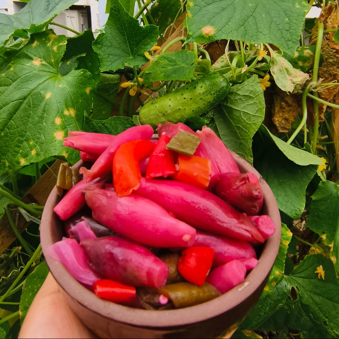 湖北宜昌长阳泡阳荷洋荷鲜红山深处农家纯手工制作土家风味