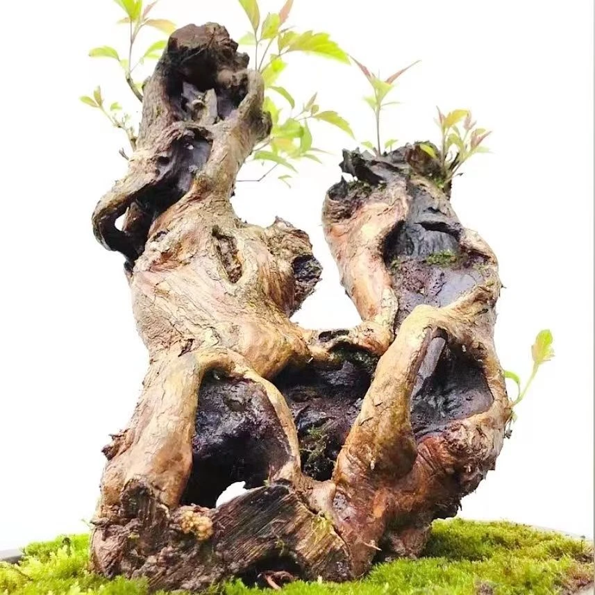 黄荆盆景 黄荆 微盆景 绿植 花卉 黄荆生桩 黄荆老桩 黄荆产地