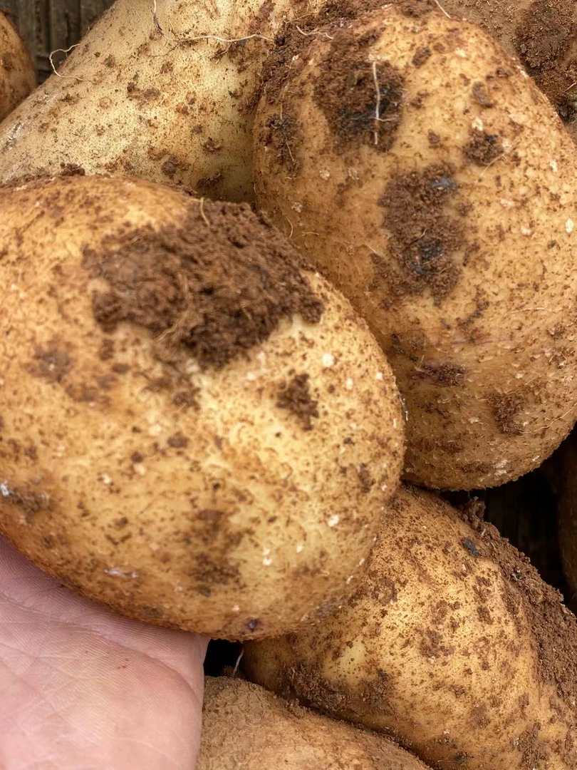 威宁憨包洋芋（白心）包邮发货