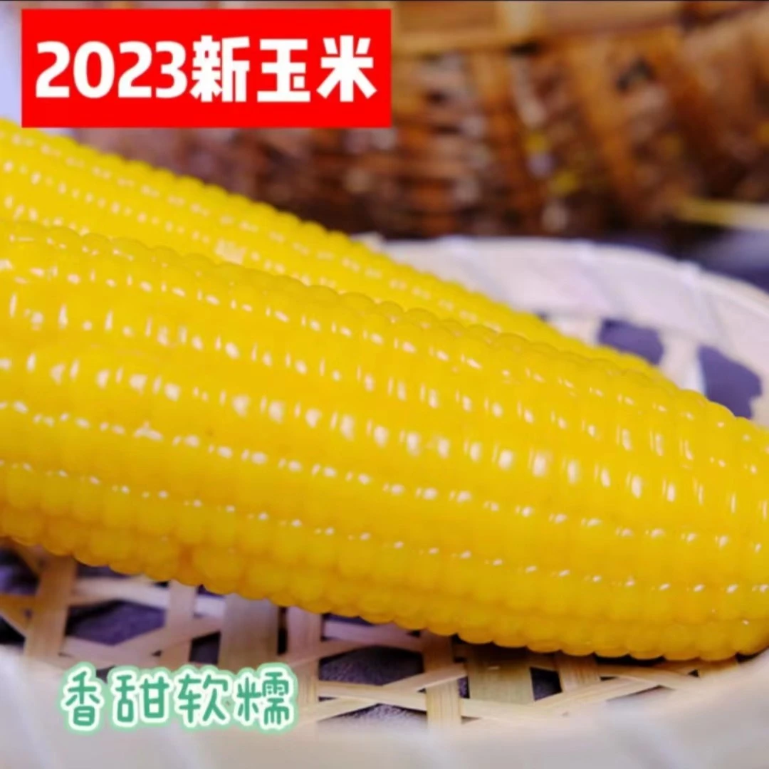 23年新东北真空黄糯玉米单支260g（一箱8只4斤以上）